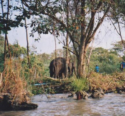 Elefant neben dem Klong